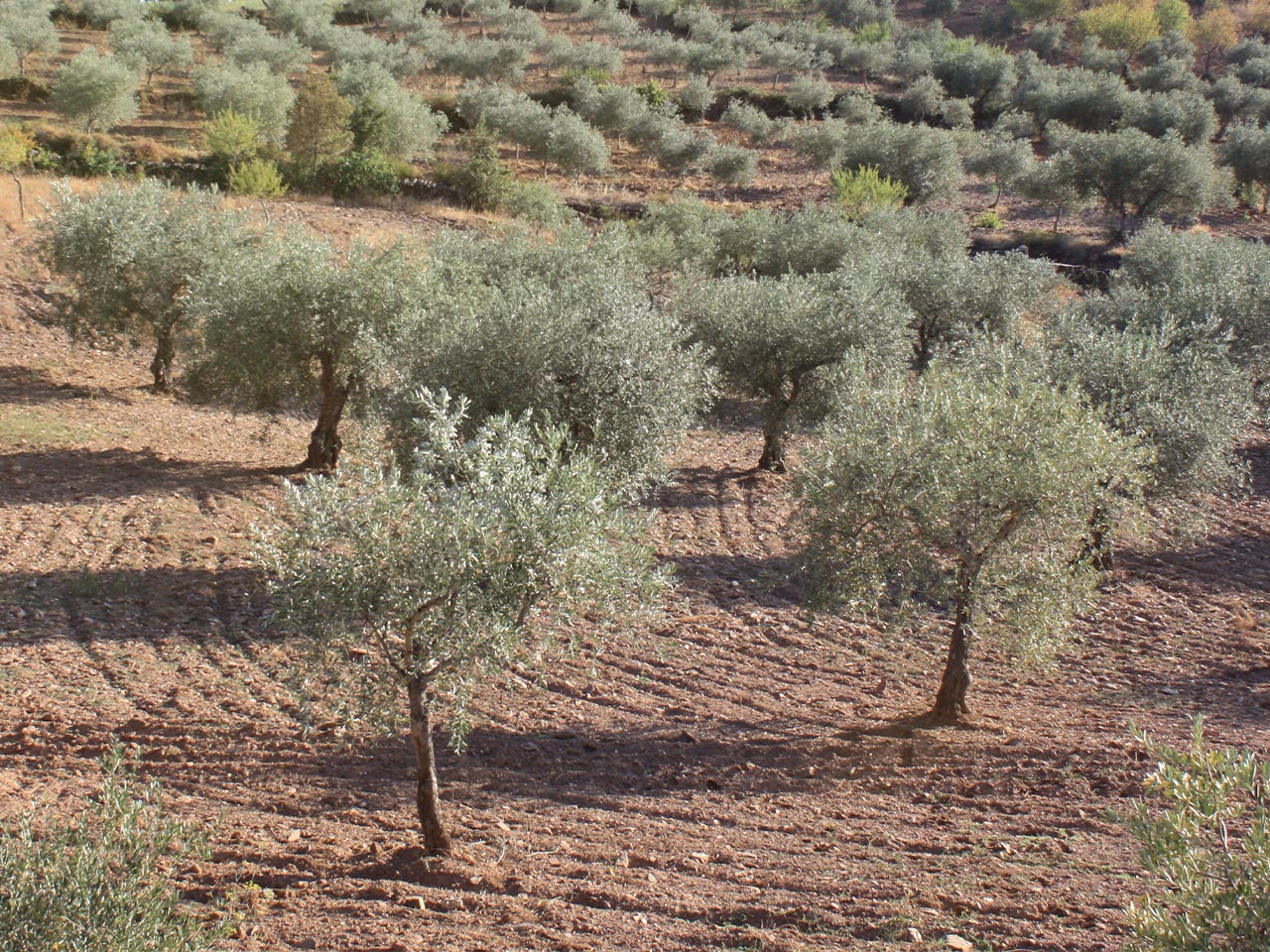 Eine Reihe von Olivenbäumen in Portugal.