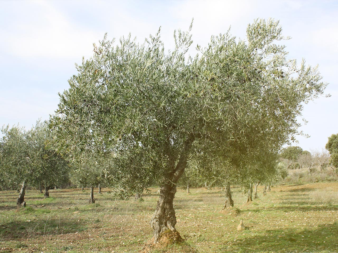 Ein Foto eines alten Olivenbaums in Portugal.