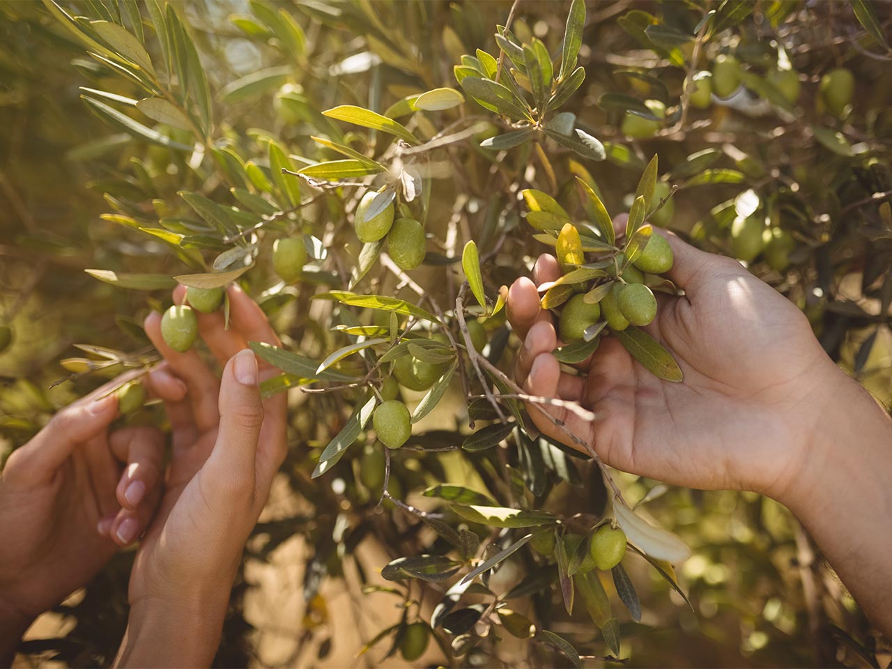 Zwei Hände, welche einen Olivenzweig mit grünen Oliven an einem Olivenbaum im Sonnenschein anfassen.